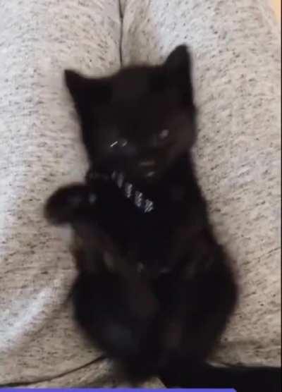 Kitty discovering she has feet