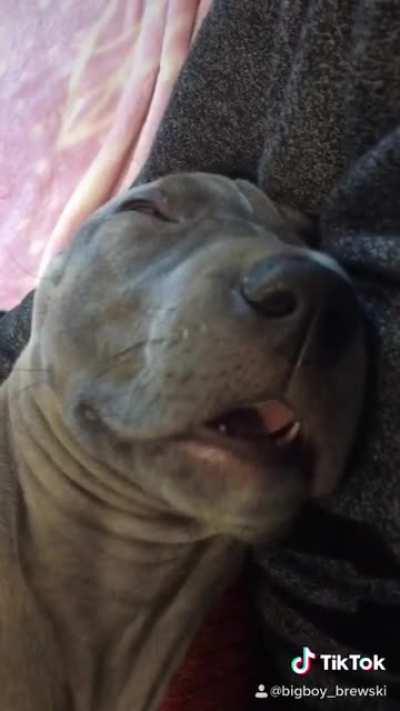 “Get a Great Dane”, they said. “It will be fun”, they said.