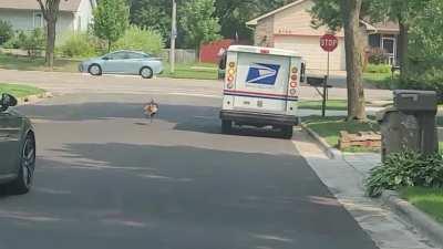 This turkey I saw harassing the mail truck