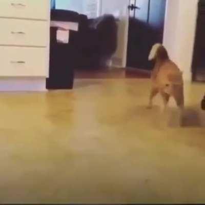 Weed Cat Slonks 😎😎😎