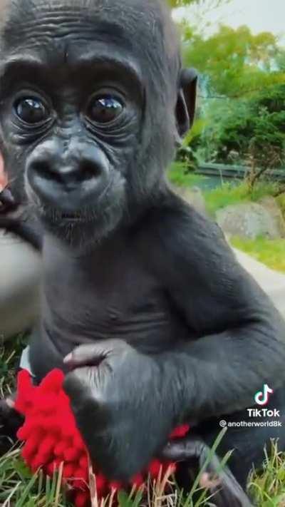 baby silverback gorilla
