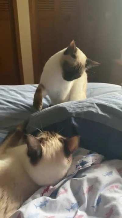 Every day George has to bully. her sisters. Every. Day.