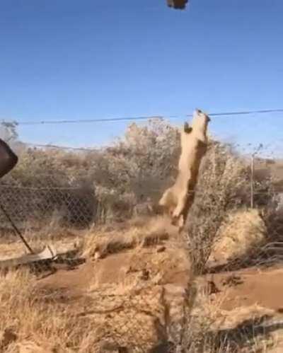 Caracals are notorious for being able to jump almost 3 meters (10 feet) into the air from a crouch position to catch their prey