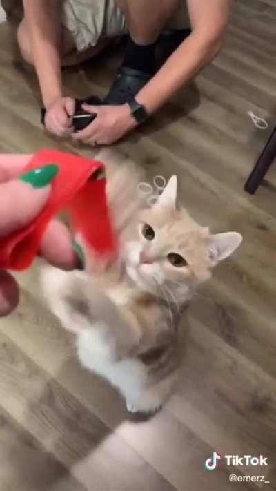 This kitty enjoys fruit roll ups ♡