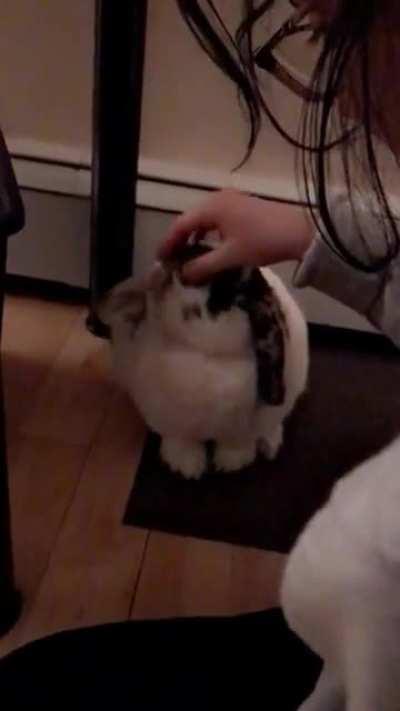 Those gooood scritches!