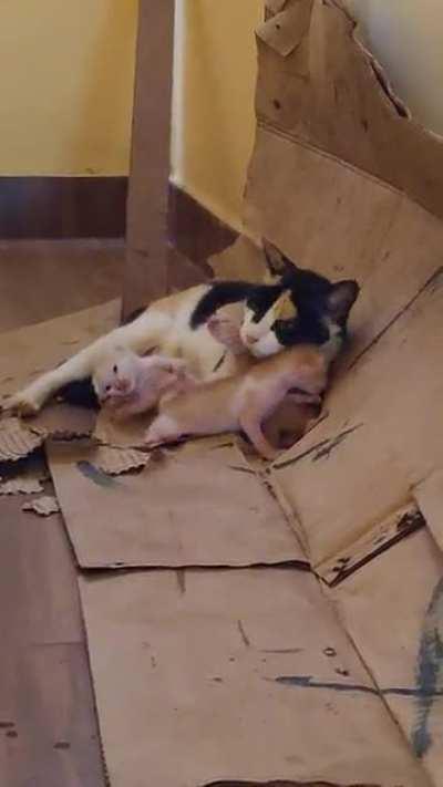 Gave a place to stay for a stray. Then she gave birth to these cute things.