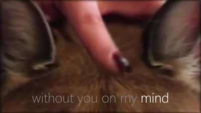 Floppa still standing!