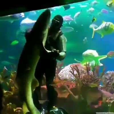 This man dances with a mfing shark