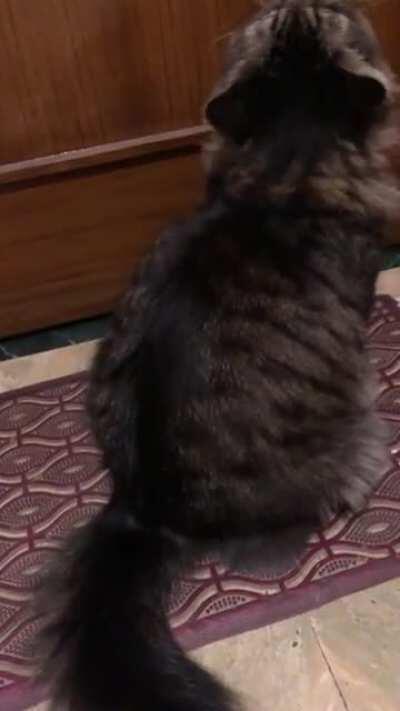 Goku yellowing at me to let him out. We just came in after chilling outside for an hour.