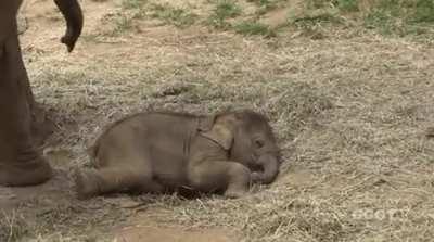 Baby elephant getting nice and cozy