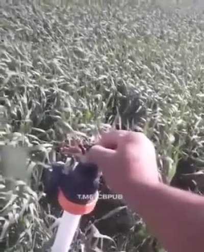 at least it flew away in the other direction...