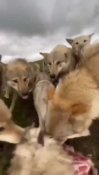 one in the middle - alpha dog.