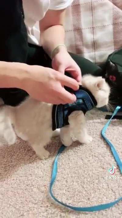 JEANNIE!! DO THE SOUND!!!