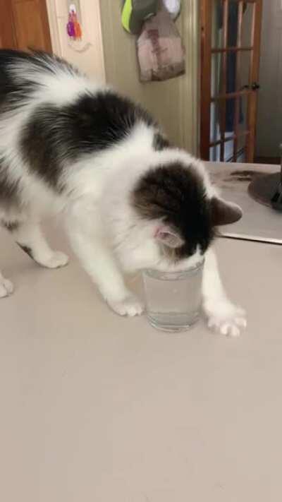 Aspen will only drink out of glass cups and he has to dig up his water first