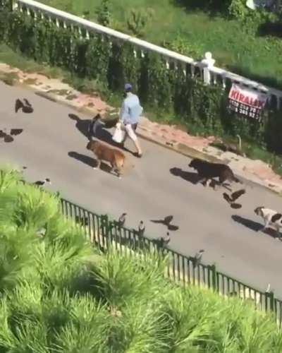 Turkish lady feeding animal in her street.