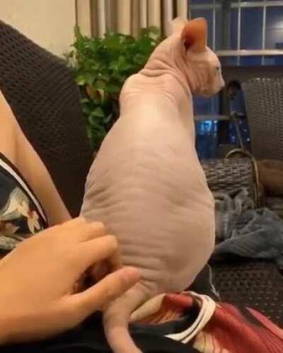 Thanks, I hate hairless cat wrinkles