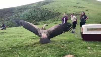 This Absolute Unit being released into the wild is the biggest bird I've ever seen.