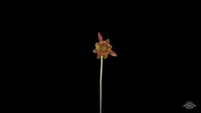 Flowers blooming timelapse