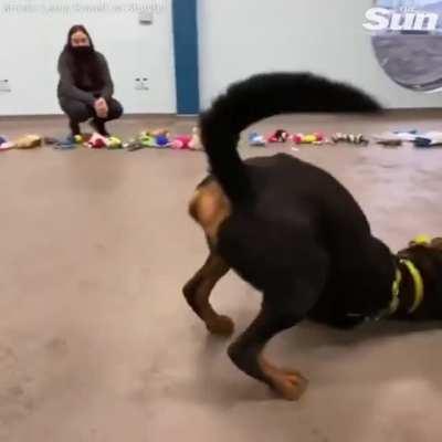 Rescue dogs choosing their own toys for Christmas.