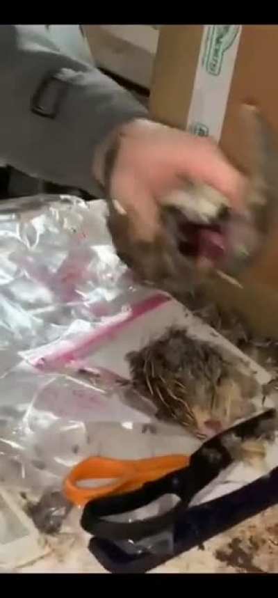 nsfw ptsd: first time realizing birds eat other birds
