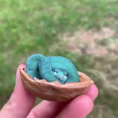 🔥 Bright blue snake fits in a nutshell