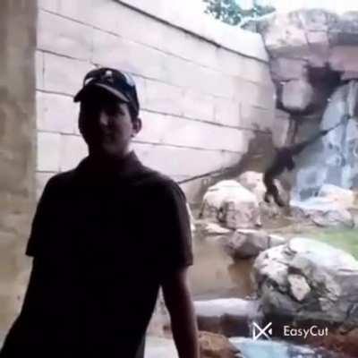 Feeling sed for monke cause there is a glass in between