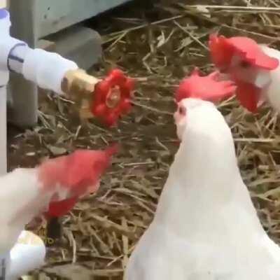 Blursed_chicken