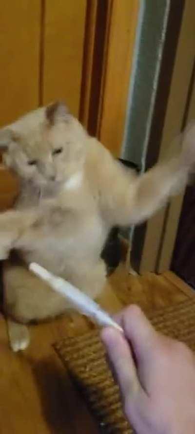 Catsitting for my friend's cat Arne, and I had to give him his ear medication. He was not excited! (They told me a better way to administer it later)