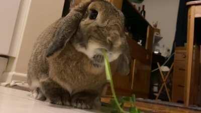 Munching with George - play with sound!