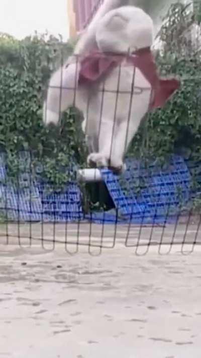 Расчёт и грация - это не про него