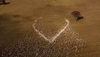 In 2021, an Australian farmer who couldn’t attend his aunt’s funeral laid out grain in the shape of a heart so that “she could see it from the clouds.”