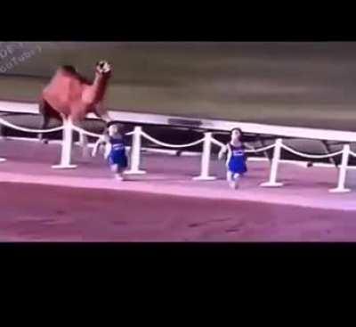 camel wasn't even into it until he saw the first handoff