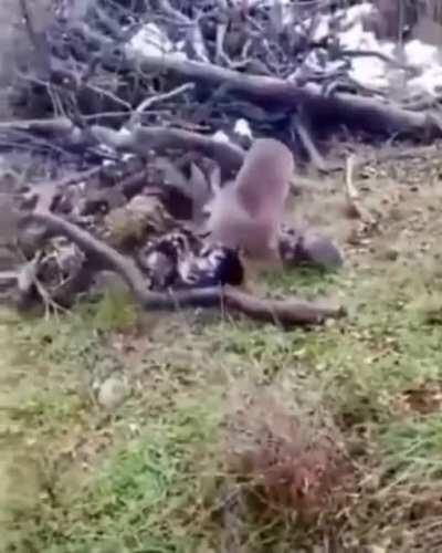 Hunting Dogs for Sale