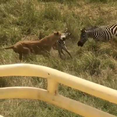 Just saving his friend.