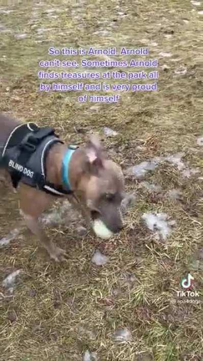 Meet Arnold. Arnold makes me cry with laughter every time i watch this video.