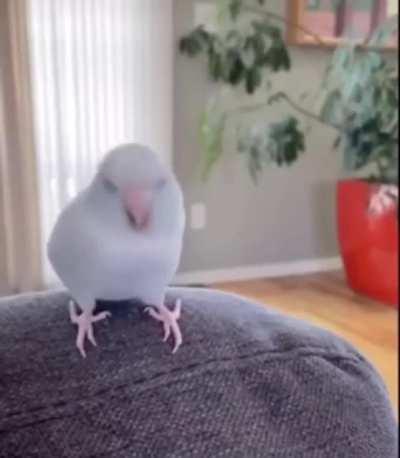 Wiggle Wiggle Wiggle (do unmute)