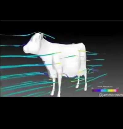 Aero dinamica de vaca.