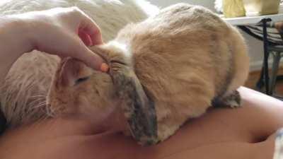 Juniper kindly requesting morning scritches