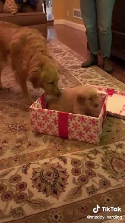 Golden Retriever gets a new friend
