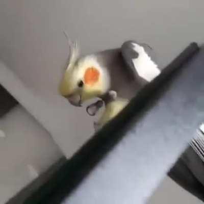 Diga não a dedada nos passaros