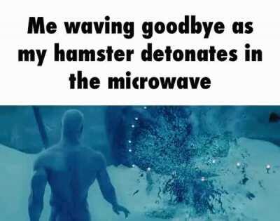 the Hamster is Turkey Tom