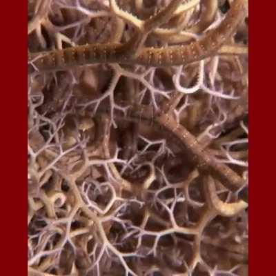 ð¥ Gorgon Head Starfish