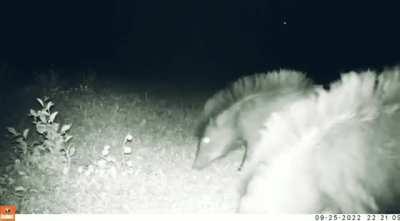 Luciana kills a cow and then in a show of strength she drags the carcass through the ground ten meters from the initial point. Later, a group of nervous peccaries arrive to inspect the area.
