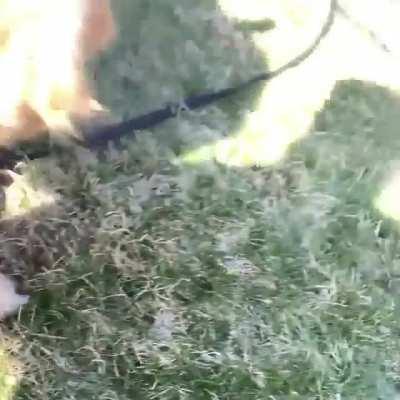 Dog getting excited over a helpless turtle