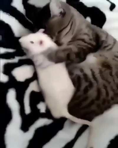 There's many rats like it. This one is mine.