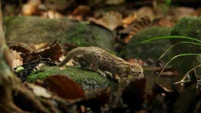 Rusty spotted cat, the world's smallest wild cat