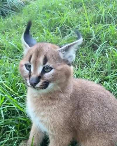 🔥 This caracal flicking its ears