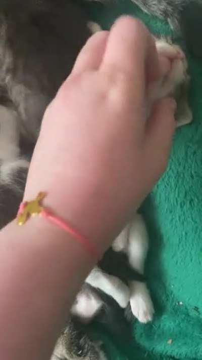 TiNy BaBy KiTtEn GoEs iNtO a CoMa AnD diEs