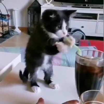 Little cat trying to have cola
