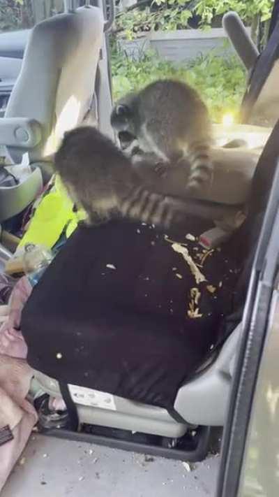 WCGW when you leave the van doors open?